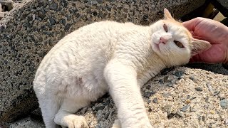 Cats living on an island play happily on a cat tower by the sea