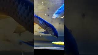 #アロワナ#アジアアロワナ#過背金龍#アロワナ繁殖#アロワナペアリング#産卵#神回#神秘的