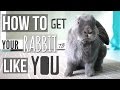 How To Get Your Rabbit To Like You