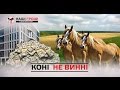 «Конярство України» - 40 тис га землі і кримінальних проваджень (2016.10.24)