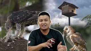 Ini Sebab Burung Hantu dan Helang Bukan Pest Seperti Merpati
