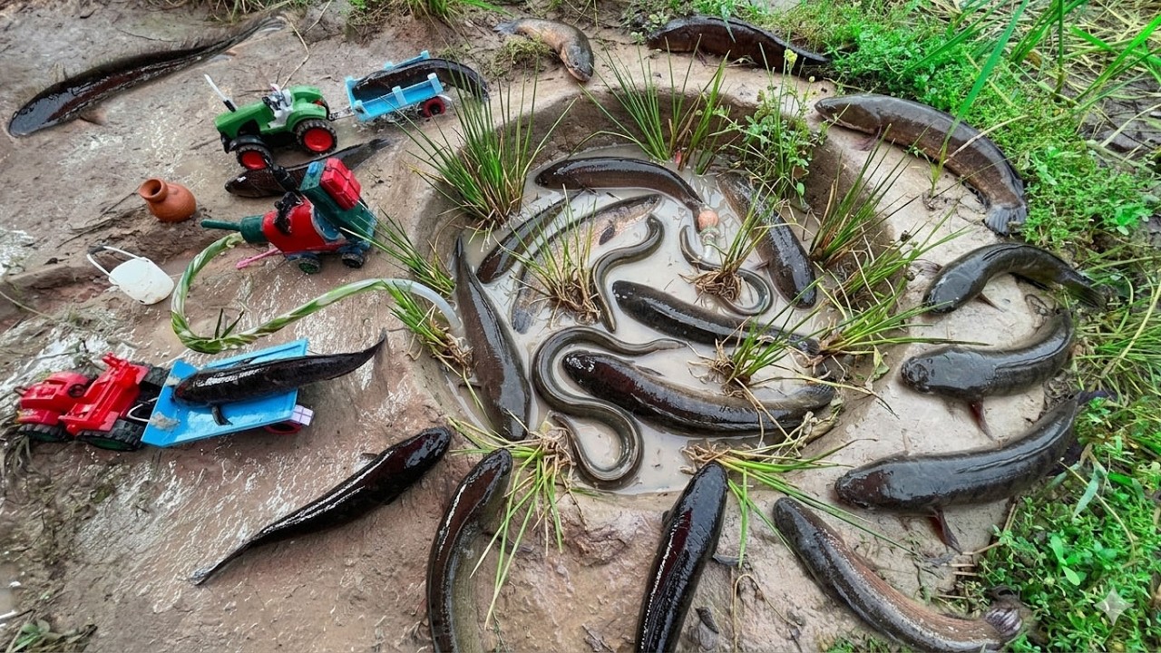 Catching many Fish, And Eels Using Powerful Diesel Mini Water Pump In ...