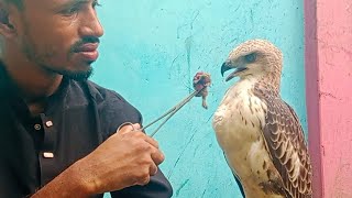 Changeable Hawk Eagle Trining