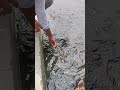 Waw A Huge Fish. #fish #pond #shortvideo