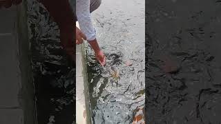 Waw A Huge Fish. #fish #pond #shortvideo