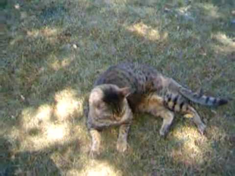 Some of the rescued cats of RRNW