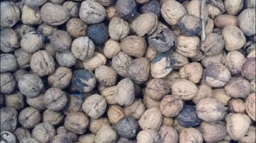 AMVT Belt Sorter for Inshell walnut