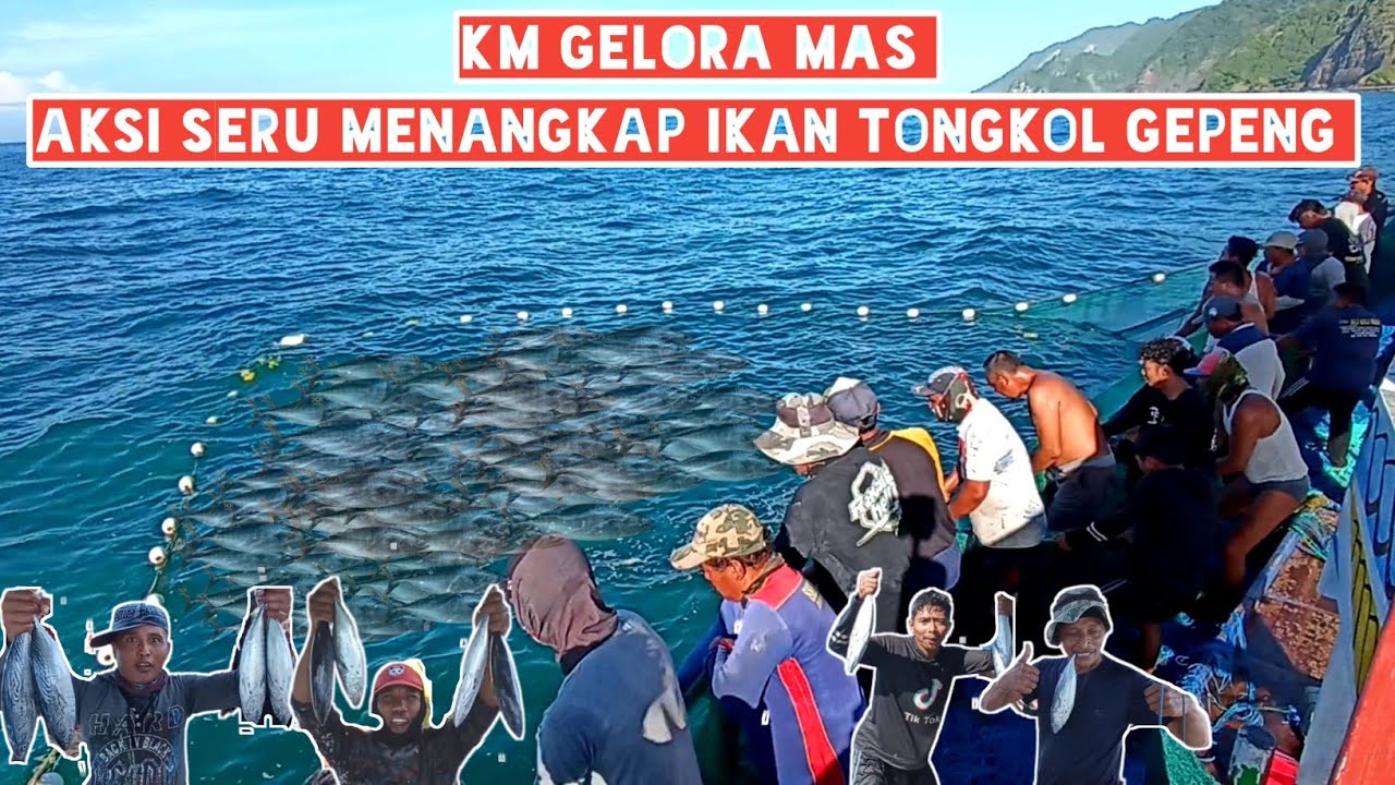 km gelora mas ll aksi seru menangkap ikan tongkol gepeng