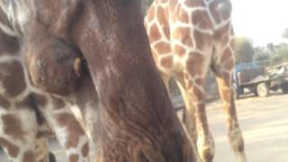 Giraffe attack