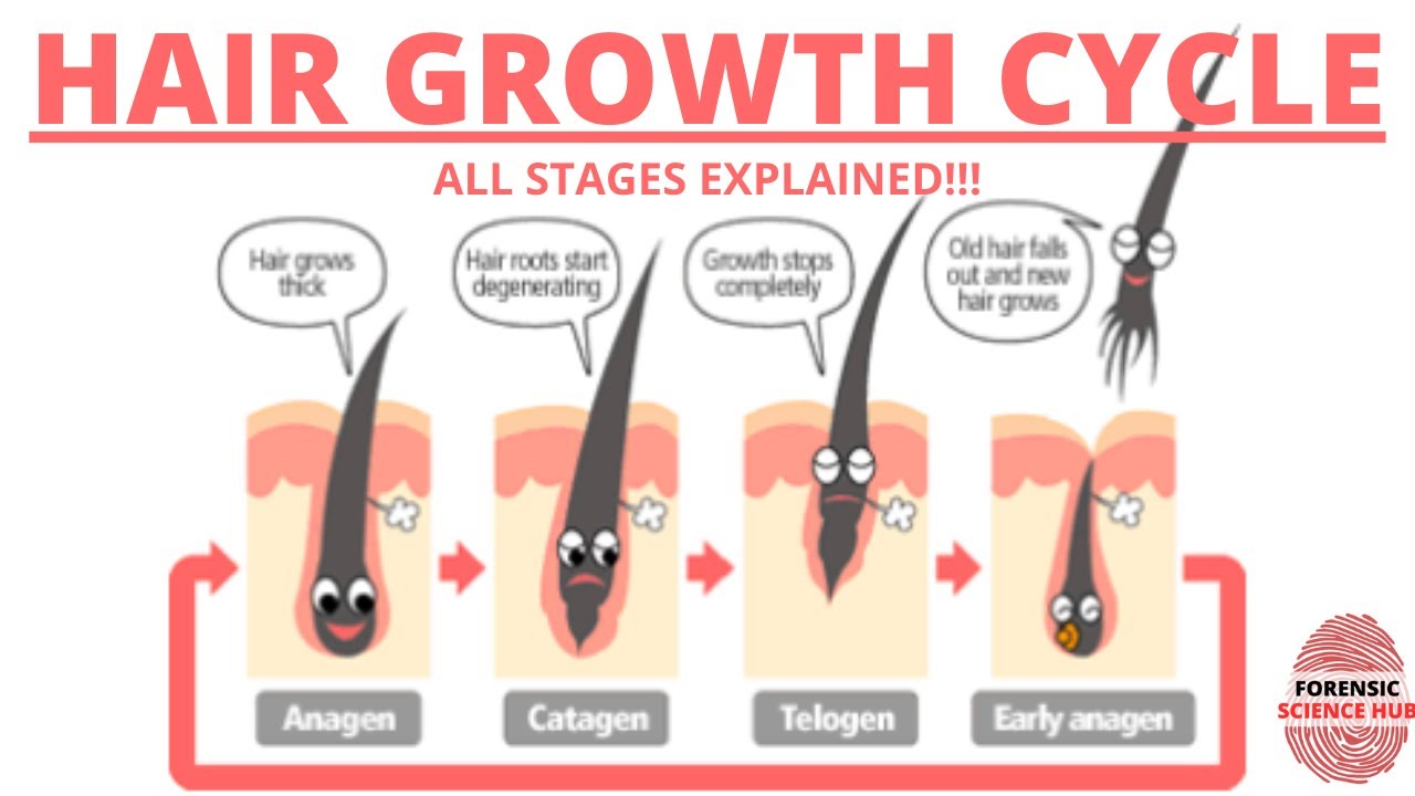 Hair growth cycle | Anagen phase | Catagen phase | Telogen phase - YouTube