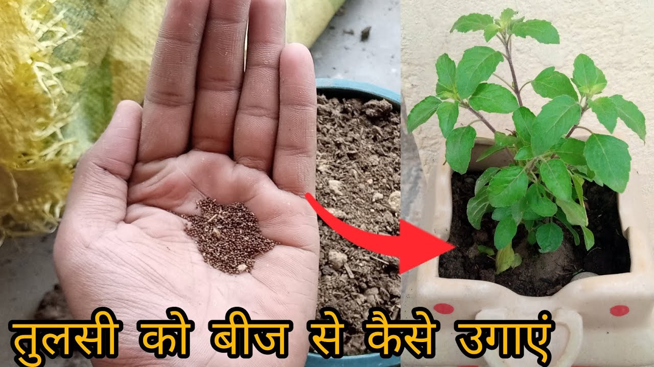 Easiest way to grow tulsi plant from seeds, Grow Tulsi from seeds