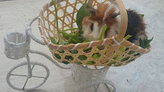 Guinea Pig Food Noise | Cute Guinea Pigs Eating Vegetables | Cutest Baby Animals by Puppies TV 298 views 8 months ago 5 minutes, 28 seconds