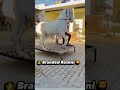 #horse #dance #song #love #lover #horsecare #horselove #sansansehorhorse #dancemusic