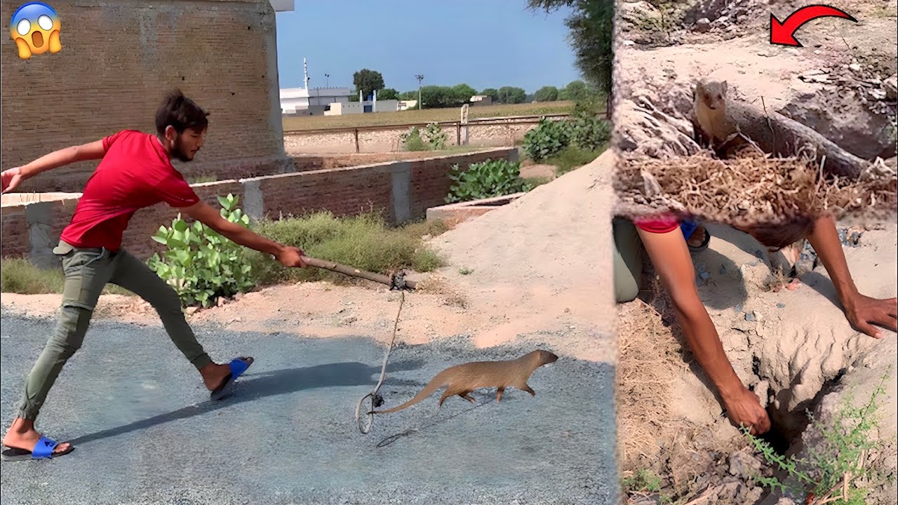 Indian Grey Mongoose|Nevla| Hath Lagne Sy Bal Bal Bach Gya😱