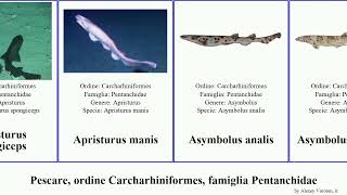 Pescare, Ordine Carcharhiniformes, Famiglia Pentanchidae Apristurus Galeus Asymbolus Fish Quagga
