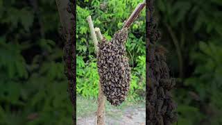 How I Gather Thousands of Honey Bees to Bring Them Home from the Forest