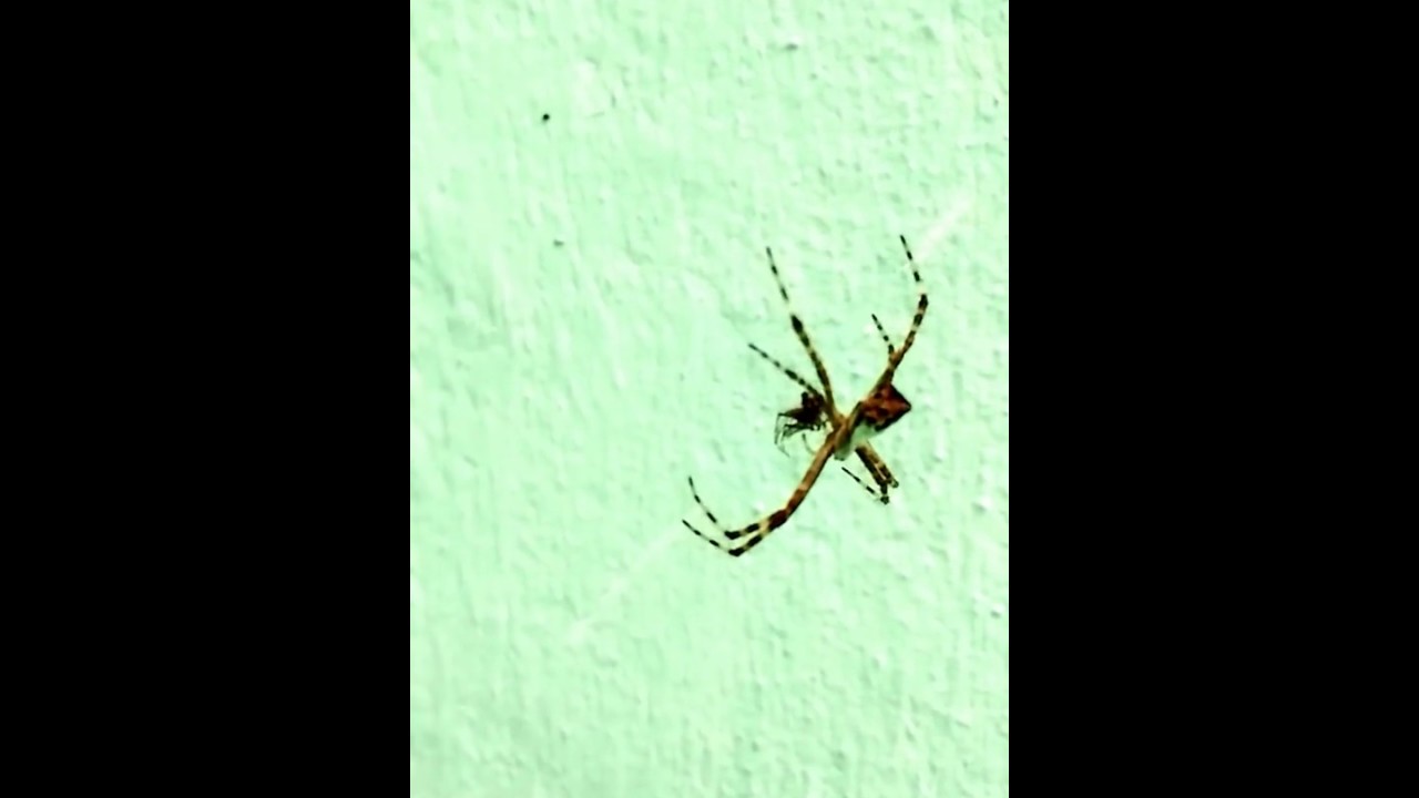 Argiope Argentata Aedes Aegypti Aranha De Prata E Mosquito Da Dengue Youtube