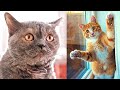 🤣 Scared Cats Compilation, the Best Funny Cat Videos December 2020 | Startled Jumping From Cucumbers