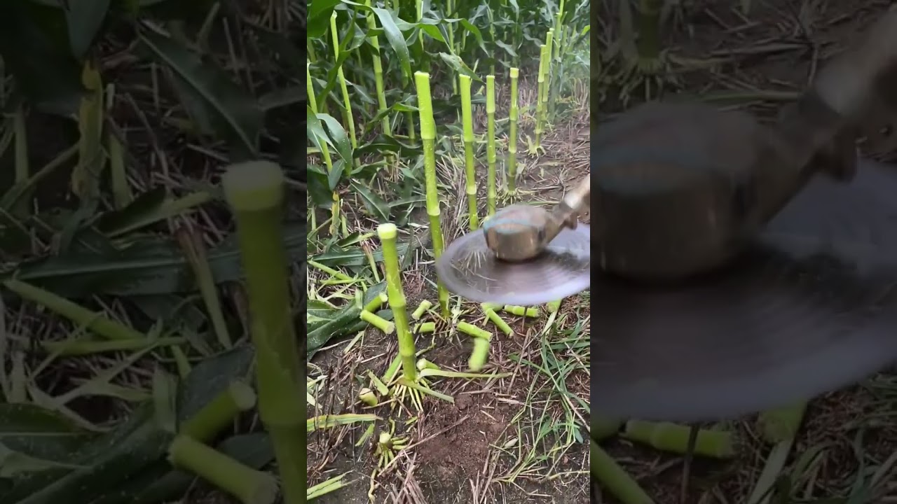 technical video Viral shorts most popular video