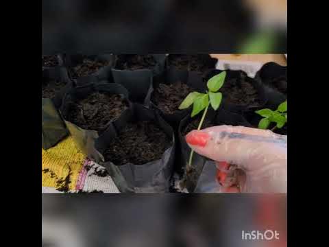 Посев и всходы сладкого перца.Посев из семян самого овоща 🌶 переца ...