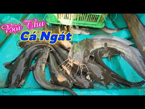 Video Câu Giăng Cá Ngát Xa Nhà Trở Về Bội Thu | Gia Đình Cần... - youtube