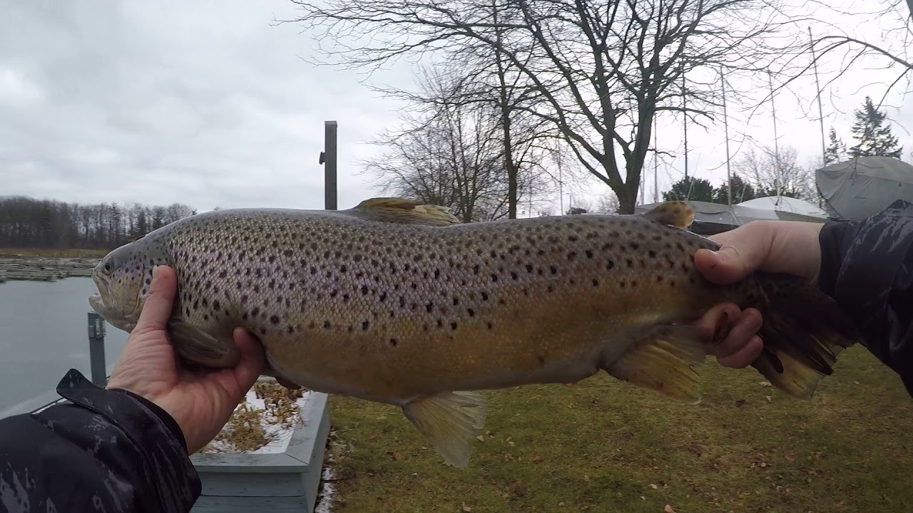 Brown trout lake ontario marina december 30th.