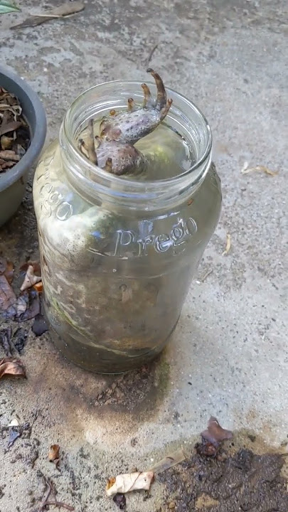 Poor Cane Toad Drowned Itself!