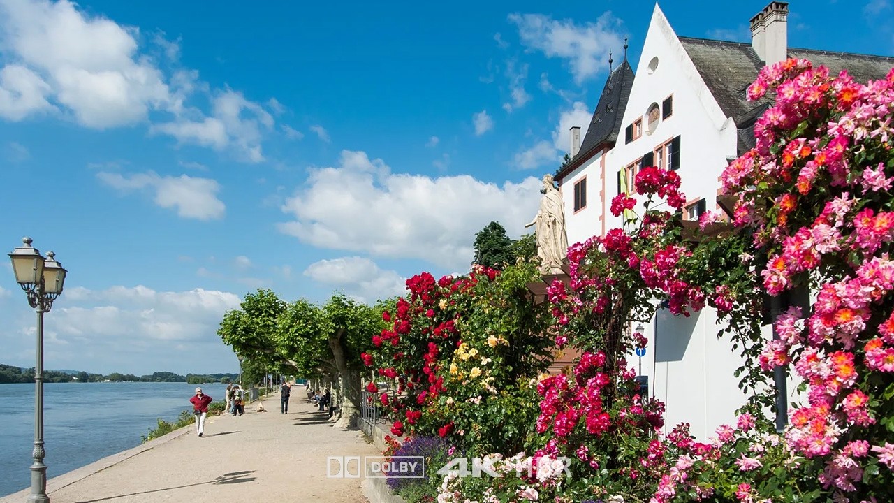 Germany’s Most Charming Wine Village? | Eltville am Rhein Walking Tour [4K]