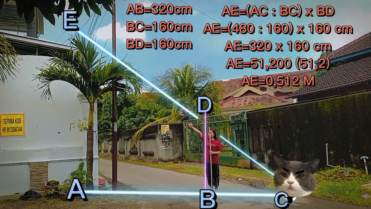 Menaksir tinggi pohon