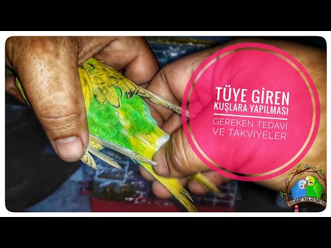 Tüye Giren Kuşlara Yapılması Gereken Tedavi ve Takviyeler