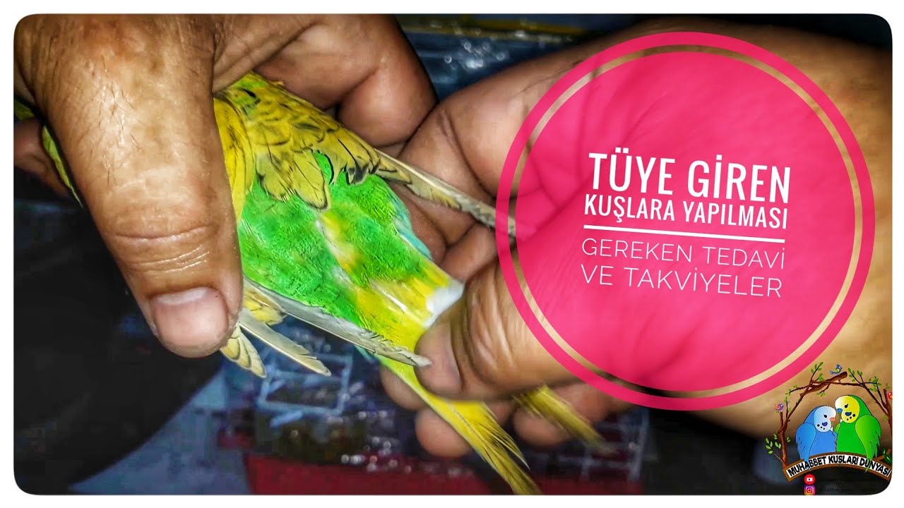 Tüye Giren Kuşlara Yapılması Gereken Tedavi ve Takviyeler