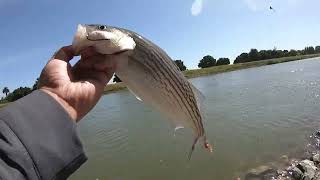 Sacramento River Bank Fishing Using Pile Worm Bait Fishing For Striper