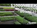 microgreens business selling $3000 per week to restaurants