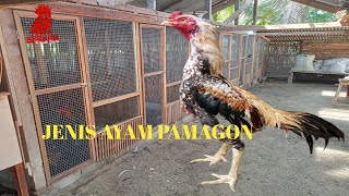Download Lagu bunyi ayam pamagon MP3