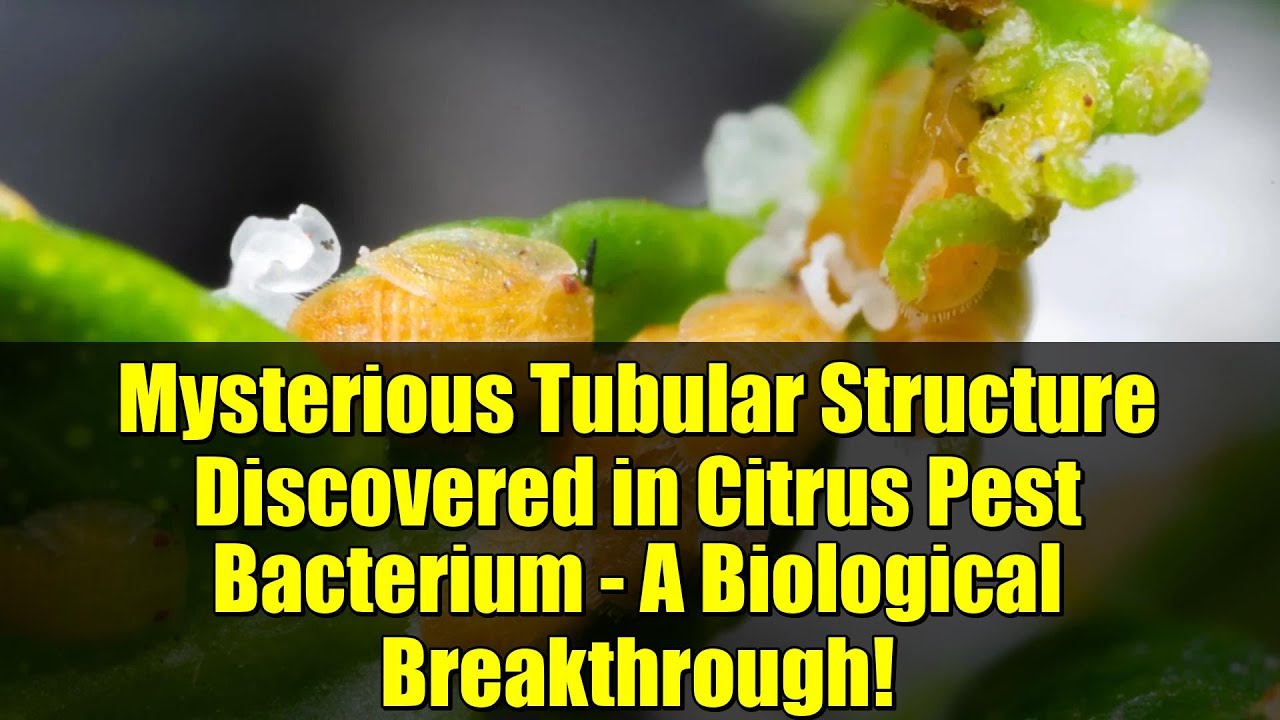 У бактерии-вредителя цитрусовых обнаружена загадочная трубчатая структура — биологический прорыв!
