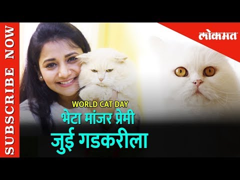 World Cat Day | भेटा मांजर प्रेमी Jui Gadkari | Mumbai
