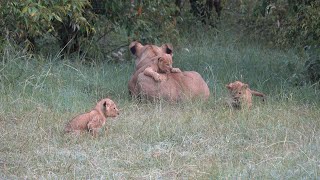 One month old lion cubs with mom, Naboisho Mara