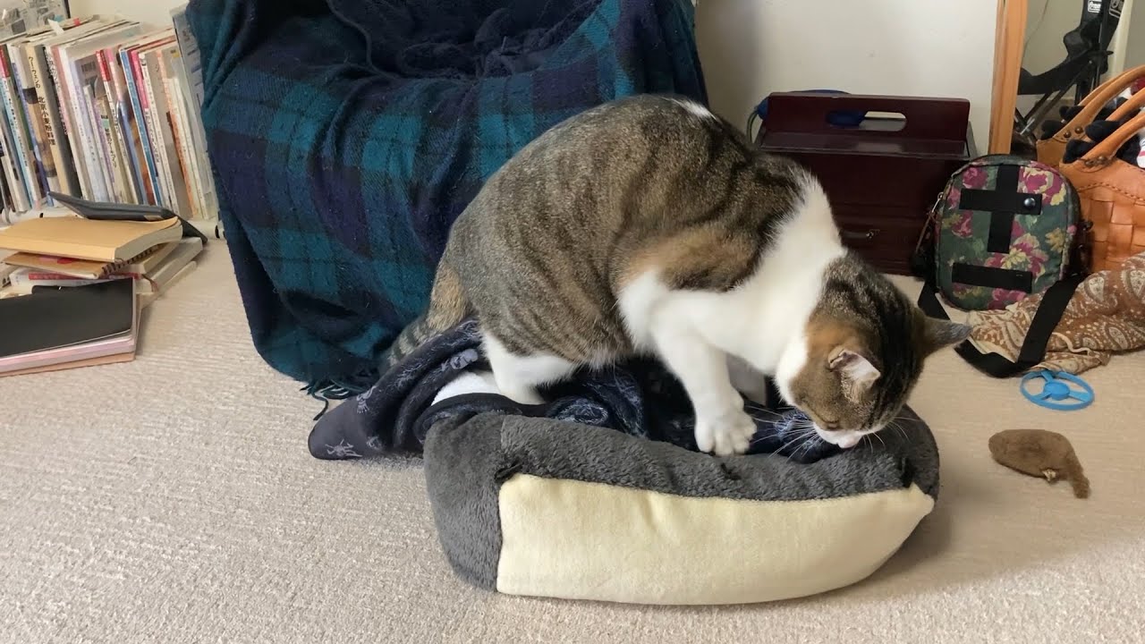 今日もフミフミが始まりました