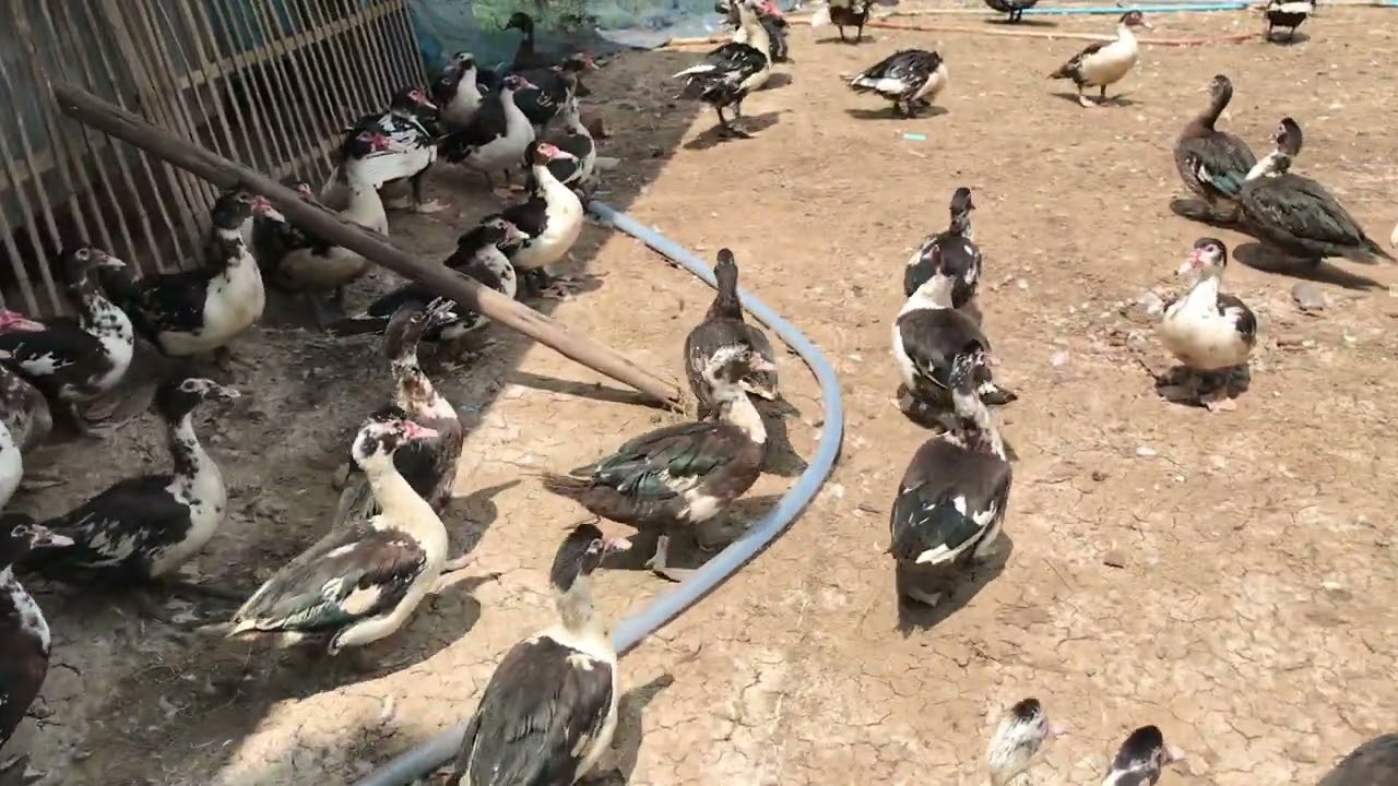 Farms raised ducks for sale 
