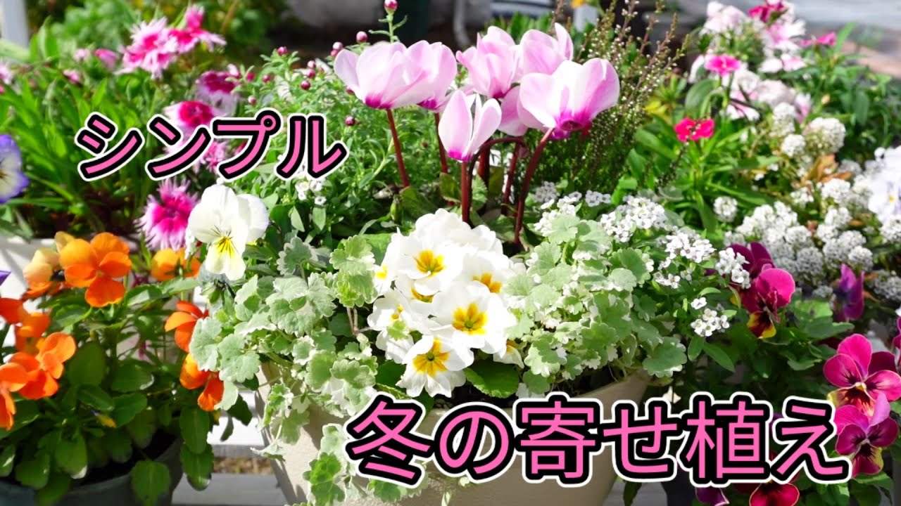 シクラメンとパンジーの冬景色❁⃘まる籠（大） 寄せ植え Garden Cyclamen Planting} Winter planting/Create a fun arrangement