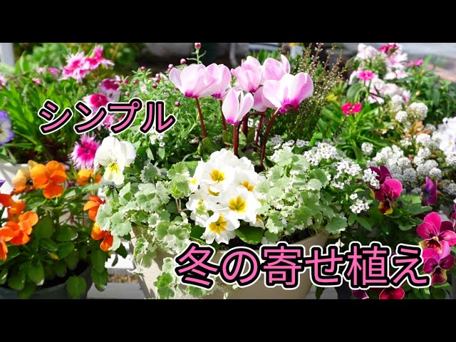 大人可愛い冬のスクエアガーデン 寄せ植え 大人可愛い冬のスクエアガーデン 寄せ植え 【公式通販】