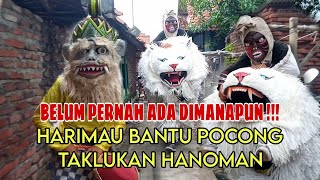 HARIMAU BANTU POCONG SERANG HANOMAN ❗ Di balik layar burok BINTANG PANORAMA