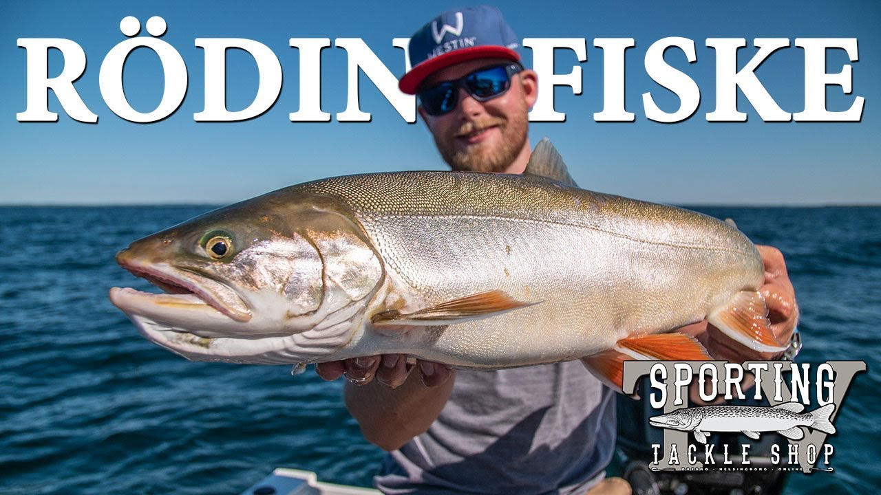 SportingTV - Vertikalfiske efter Röding med Daniel Nilsson