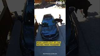 Bear jumps out of car inches from bystander