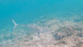Unreal Bonefishing While Snorkeling With A Huge School Of Bonefish Crazy