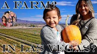 Halloween | Las Vegas | Pumpkin Patch | Gilcrease Orchard