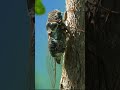 Cicada's Loud Call 🦗