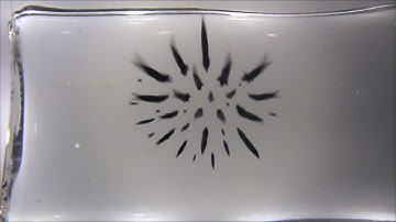 Ferrofluid-Audio-Visualizer - See music vibes in real life!