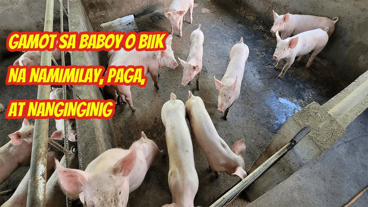 Gamot sa pilay, pamamaga, at nanginginig na baboy o biik