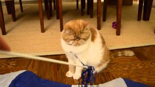 Flat faced cat won't play with toy